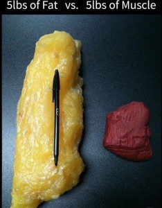 fat vs muscle